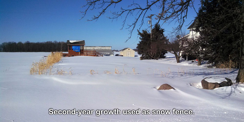 Second-year growth used as snow fence.
