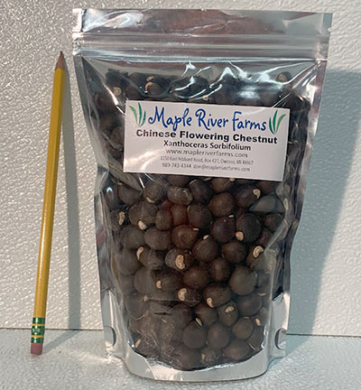 300 Seed/Nut Bag