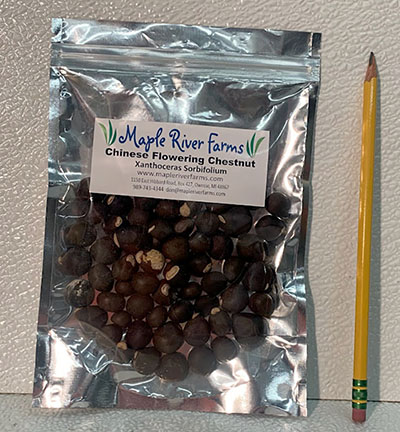 50 Seed/Nut Bag