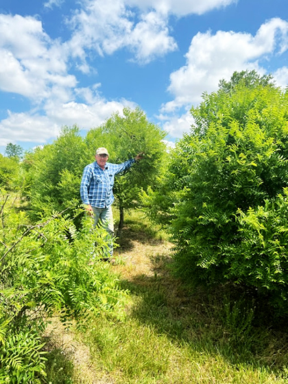 Some of our more mature trees.