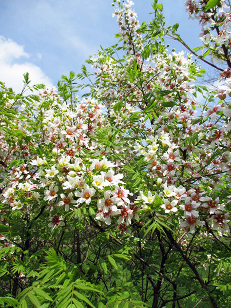 Xanthoceras Sorbifolium tree in full bloom.