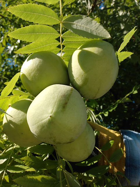 Sets of capsules produced from a tree in our orchard.